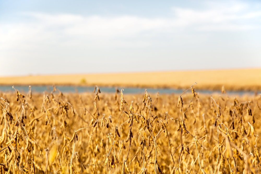 Pace of soy harvest in Brazil's biggest farm state is slowest in 7 years, AgRural says