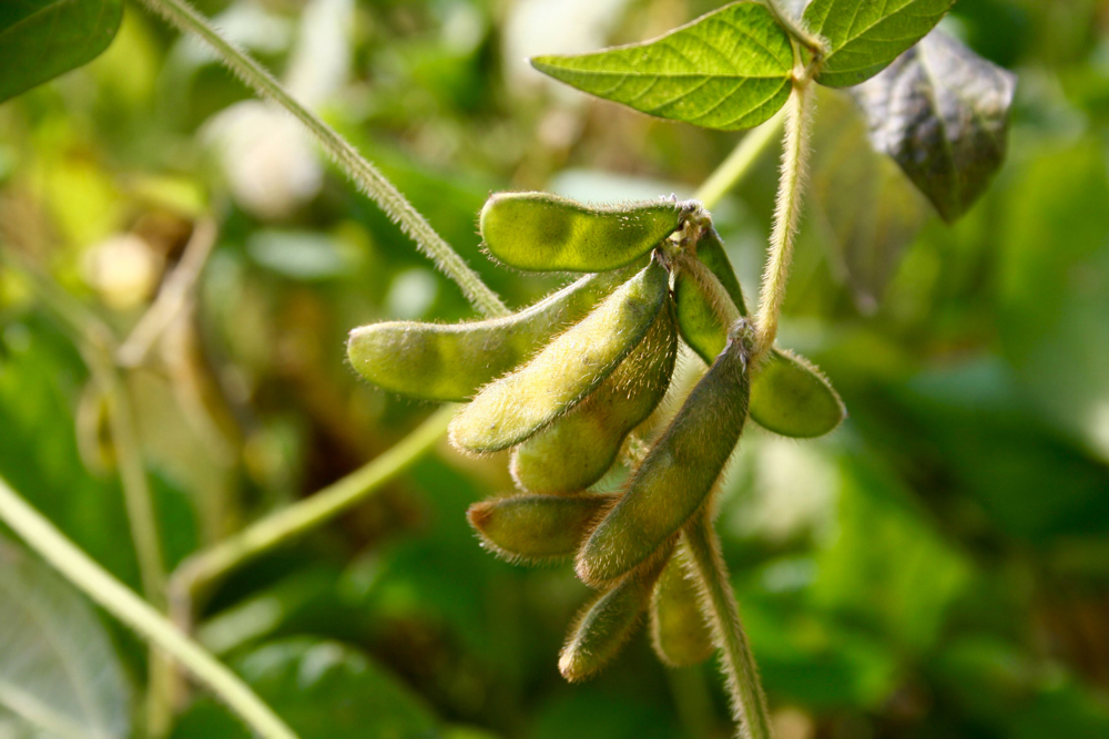 AgRural trims forecast for Brazil’s 2024/25 soy crop