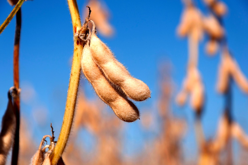 Argentina crops threatened by ongoing drought despite recent rainfall