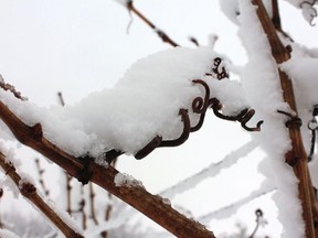 The local wine story of the year was the January deep freeze that wiped out more than 90 percent of the buds destined to be the 2024 vintage and perhaps fatally wounded as much as 50 percent of all vines in the ground.