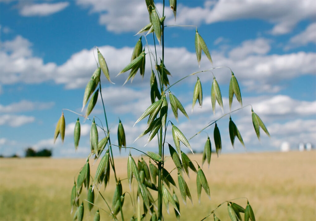 Crop Production Show 2025: U.S. tariffs could impact Canadian oat market as early as next week