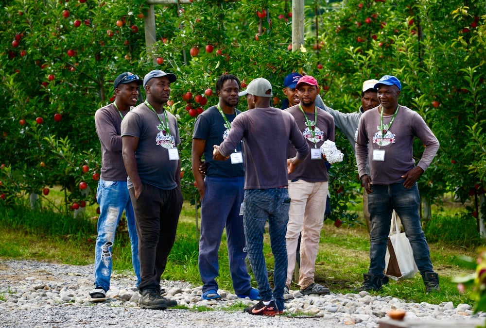 File photo of seasonal agriculture workers from Jamaica at Suncrest Orchards near Simcoe, Ont. (Farmtario photo by Diana Martin)
