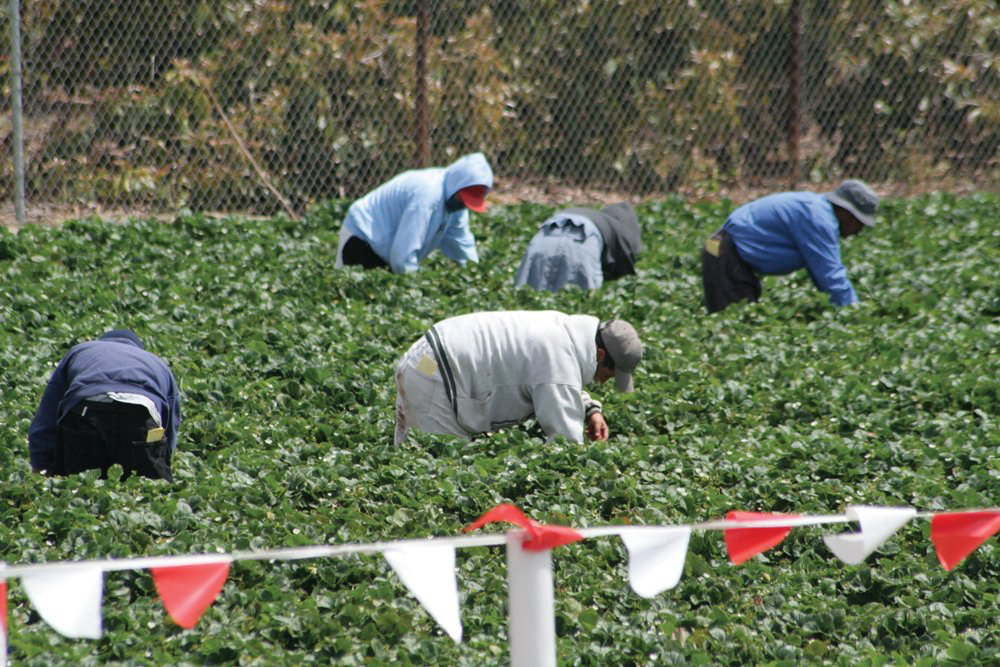 Immigrant US farmworkers prepare for Trump mass deportation plan