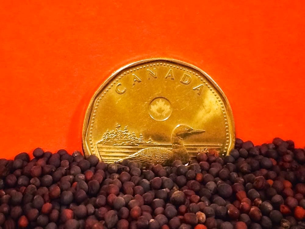 Manitoba Ag Days: Loonie above 70 cents? Not anytime soon, says Farm Credit Canada