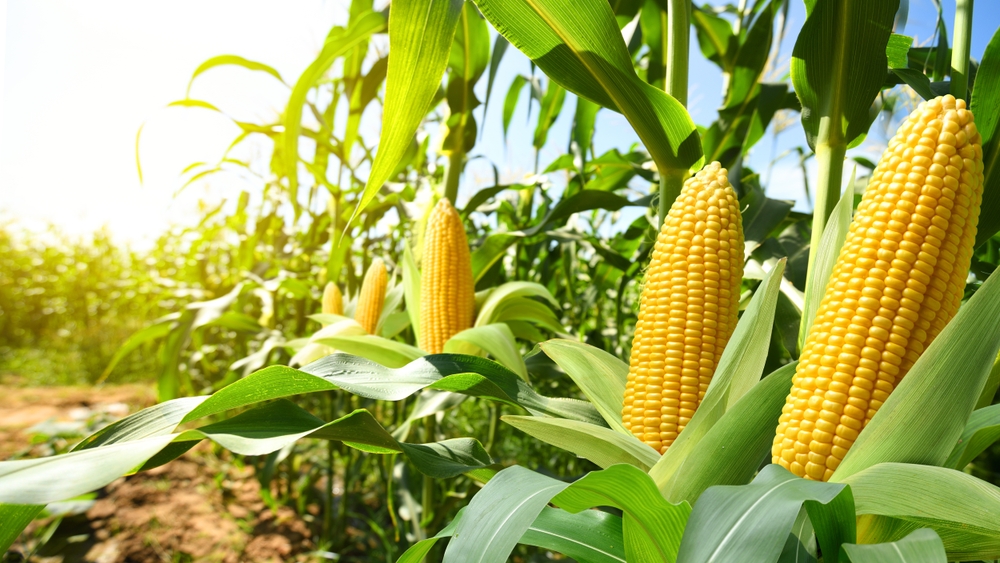 Tecnológico de Monterrey develops nutraceutical corn to address the global food and public health crisis