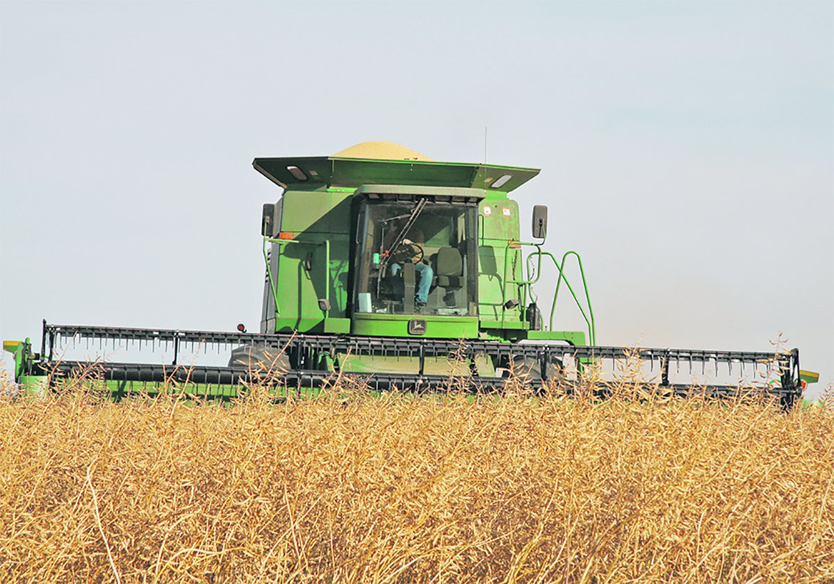 Mustard harvest: File photo
