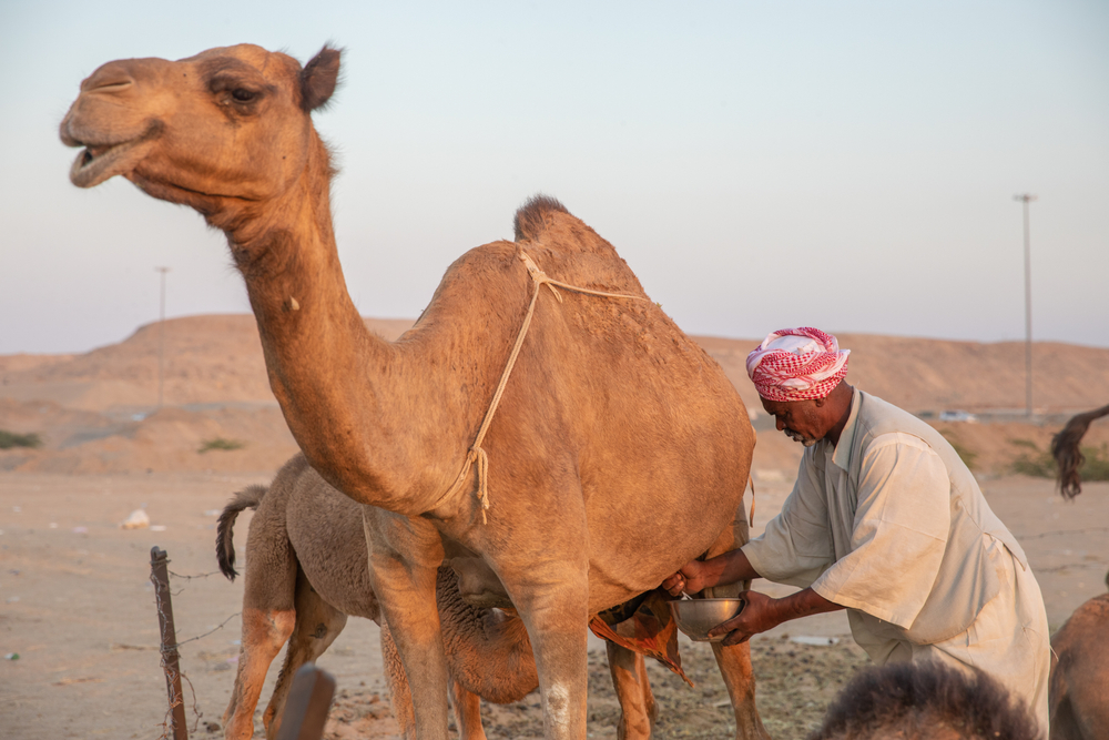 Why camel milk is the 'white gold of the desert' for your digestive health