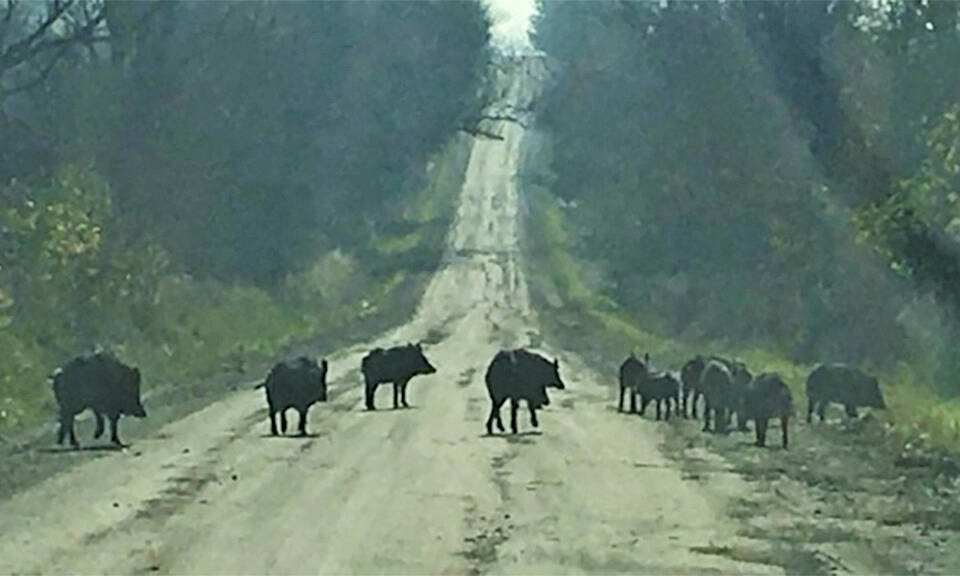 14 wild boars were spotted in 2022 north of highway 7 in the Pickering/Brougham area, prompting swift action from the Ministry of Natural Resources. 