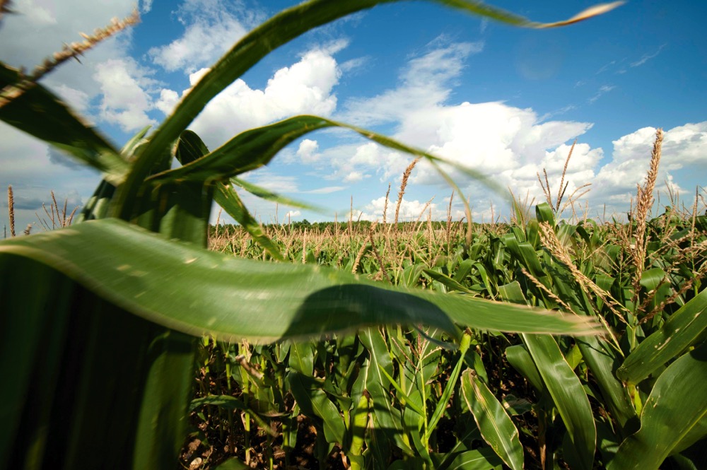 After trade dispute, Mexico officially bans the planting of GM corn