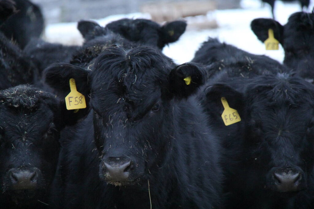 Bovine tuberculosis cases found in Saskatchewan