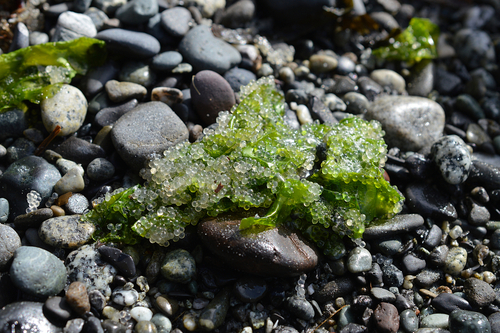 Breakthrough study: how herring roe omega-3 can boost health & performance