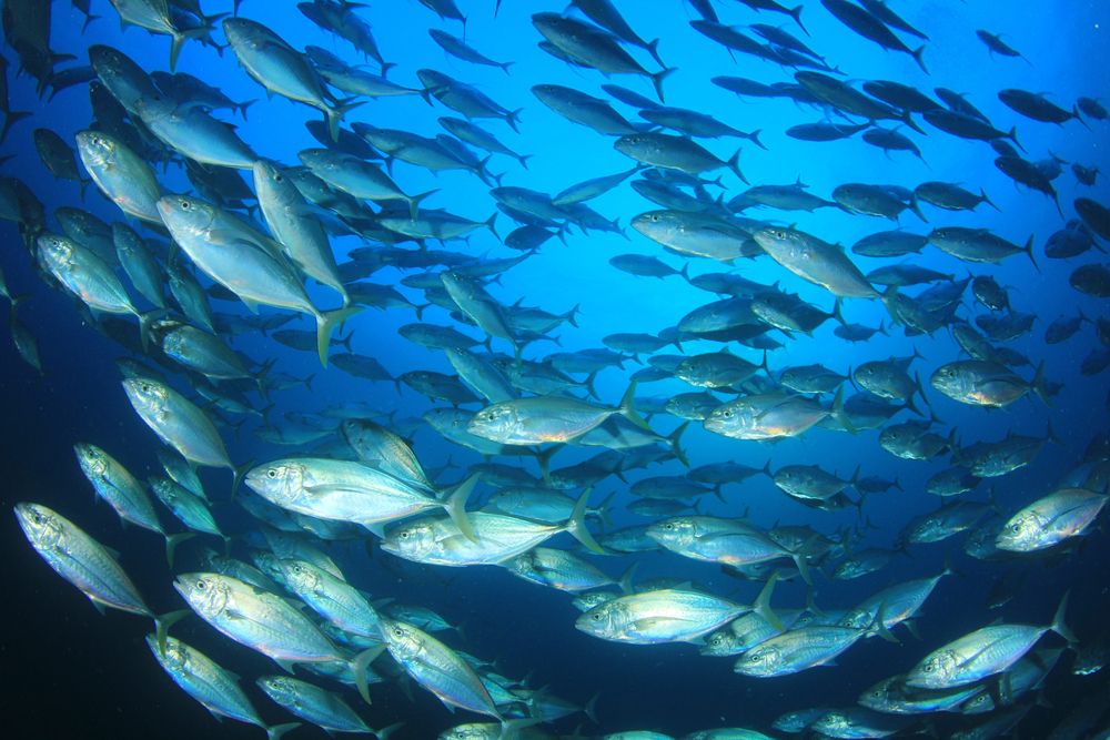 Carrefour joins global push for tuna transparency in supply chains