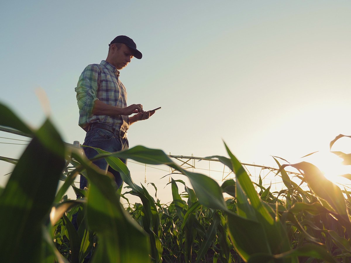 A farmer stands in a corn field looking at his smart phone.