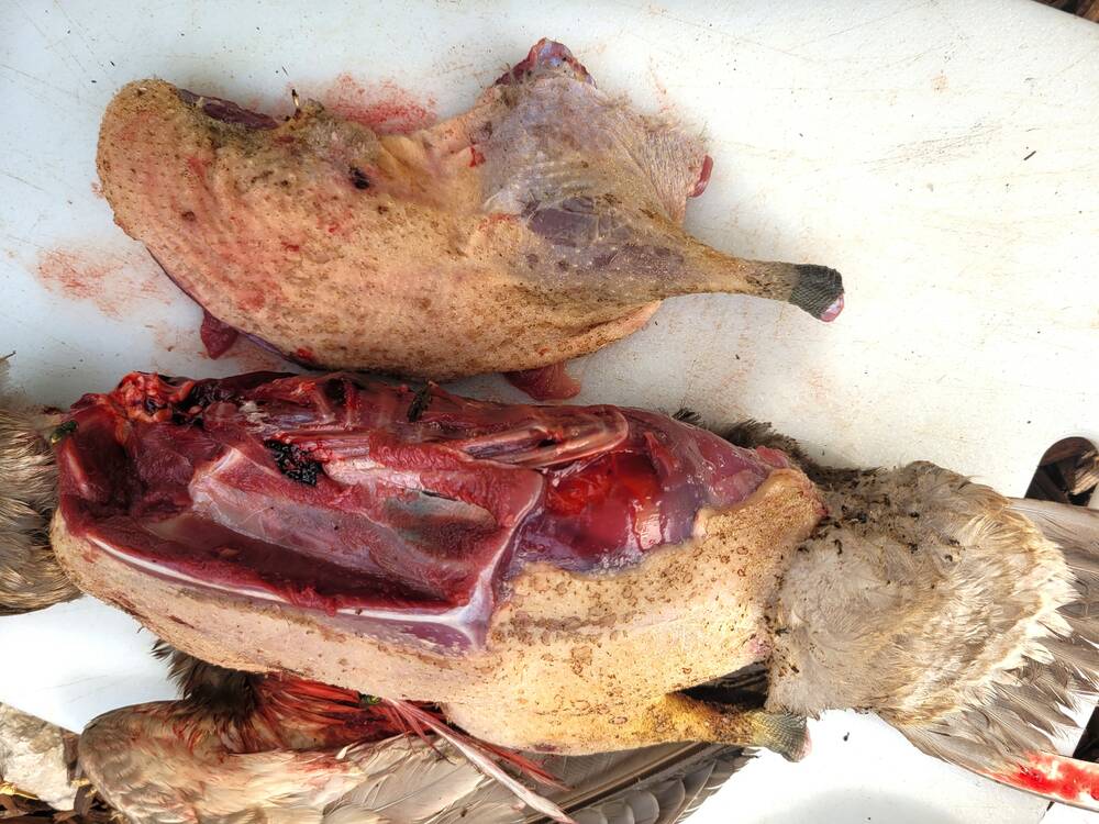 Duck legs and breasts following plucking.