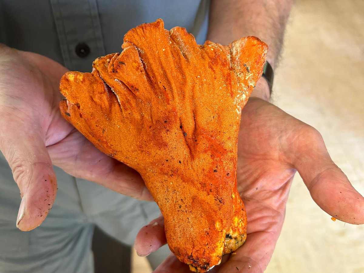A man holds a large lobster mushroom cut in half.