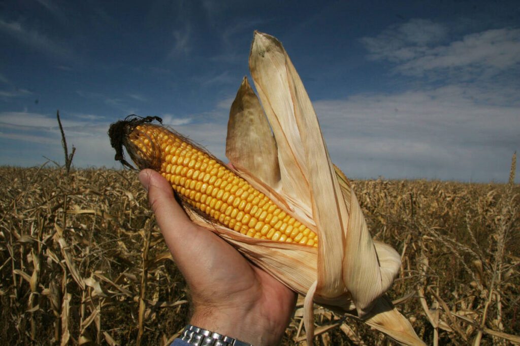 A hand holds a partially-peeled cob of corn with a corn field in the background.