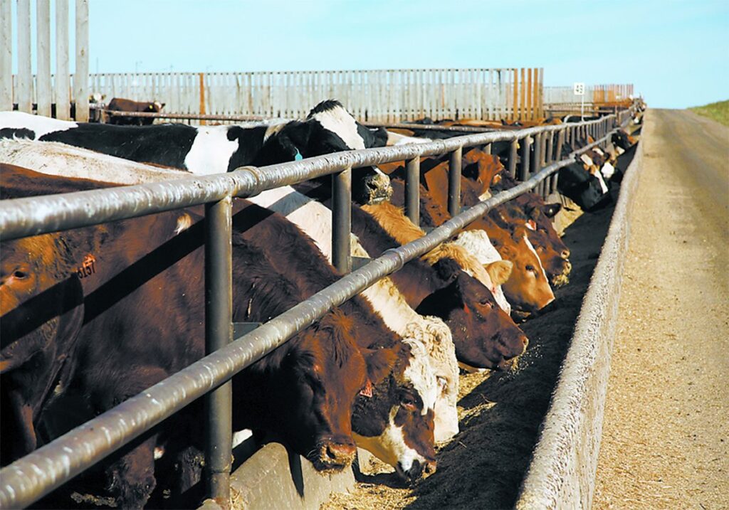 Cattle eating from a concrete bunk in a feedlot.