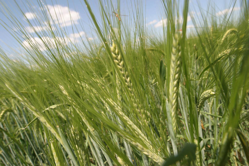A close-up photo of the heads in a stand of malting barley.