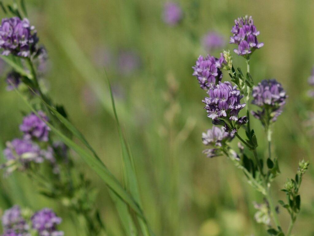 Close-up of the purple flowers on a couple alfalfa plants.