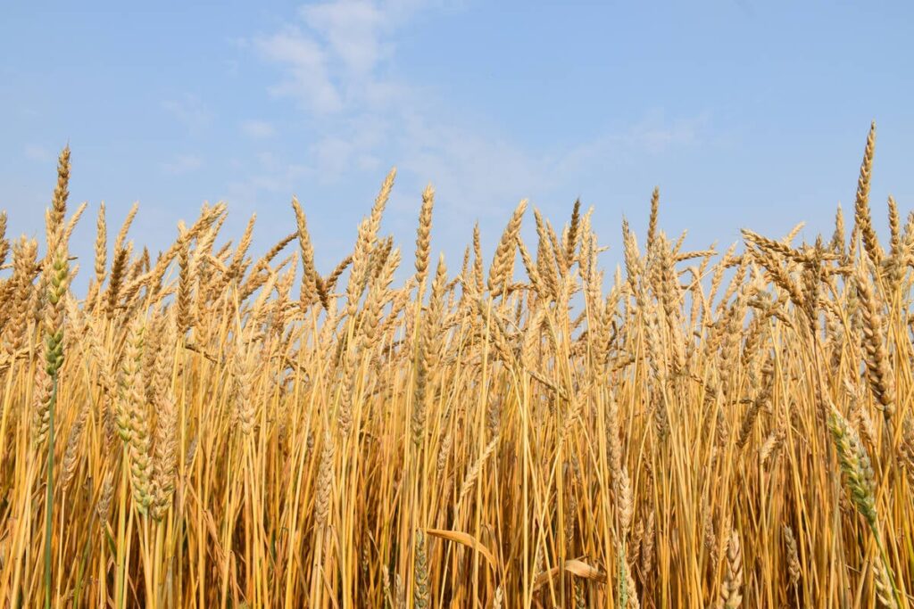 Looking up from below at a ripe wheat crop with a blue sky in the background.