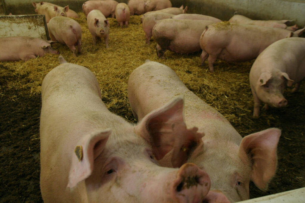 A pig sticks its nose over the fence in an indoor pen while others stand in straw bedding behind it.