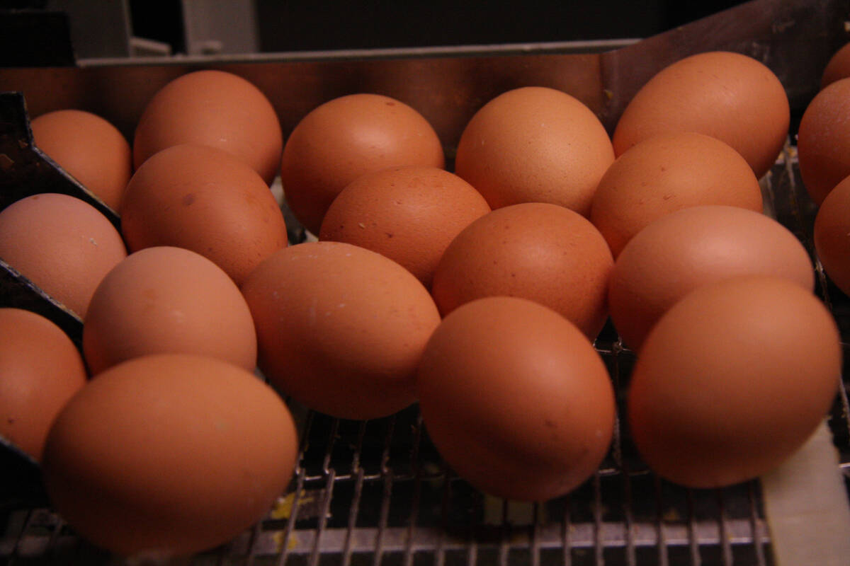 Freshly-laid eggs on a metal conveyor in a processing facility.