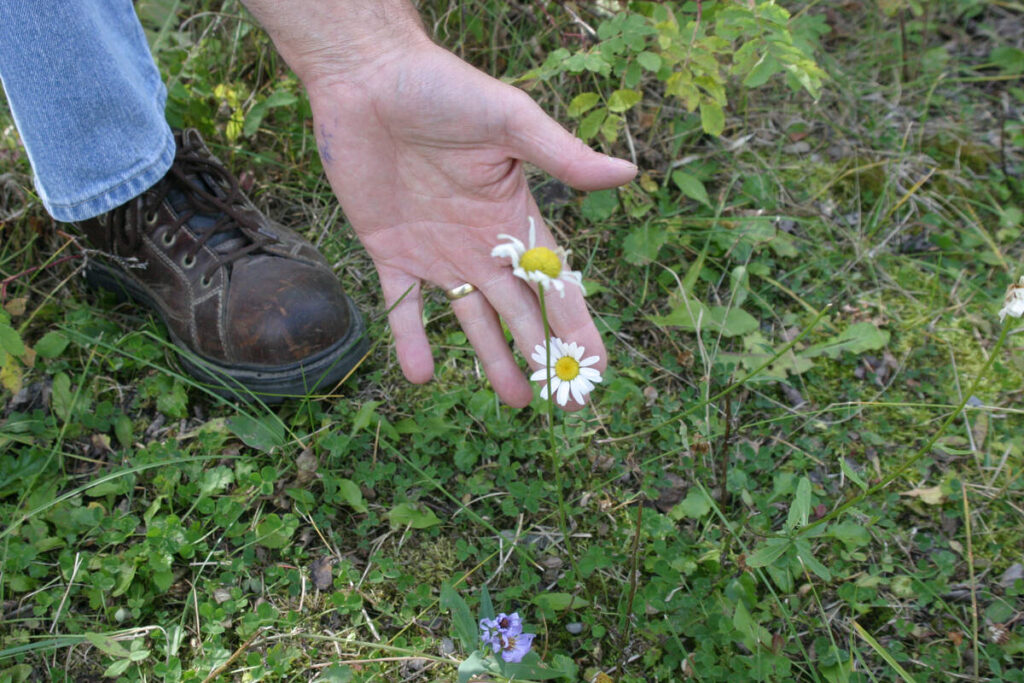 A hand holds up two Oxeye daisy flowers.