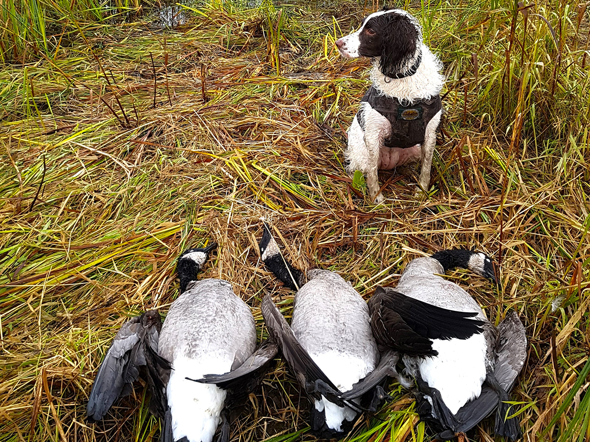 A hunting dog sits next to three dead Canada geese.
