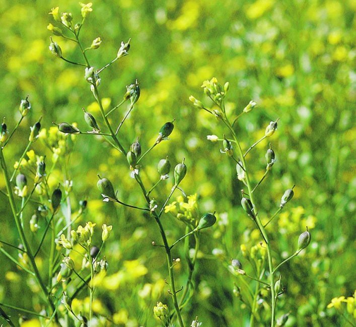 Camelina genetics up for an upgrade