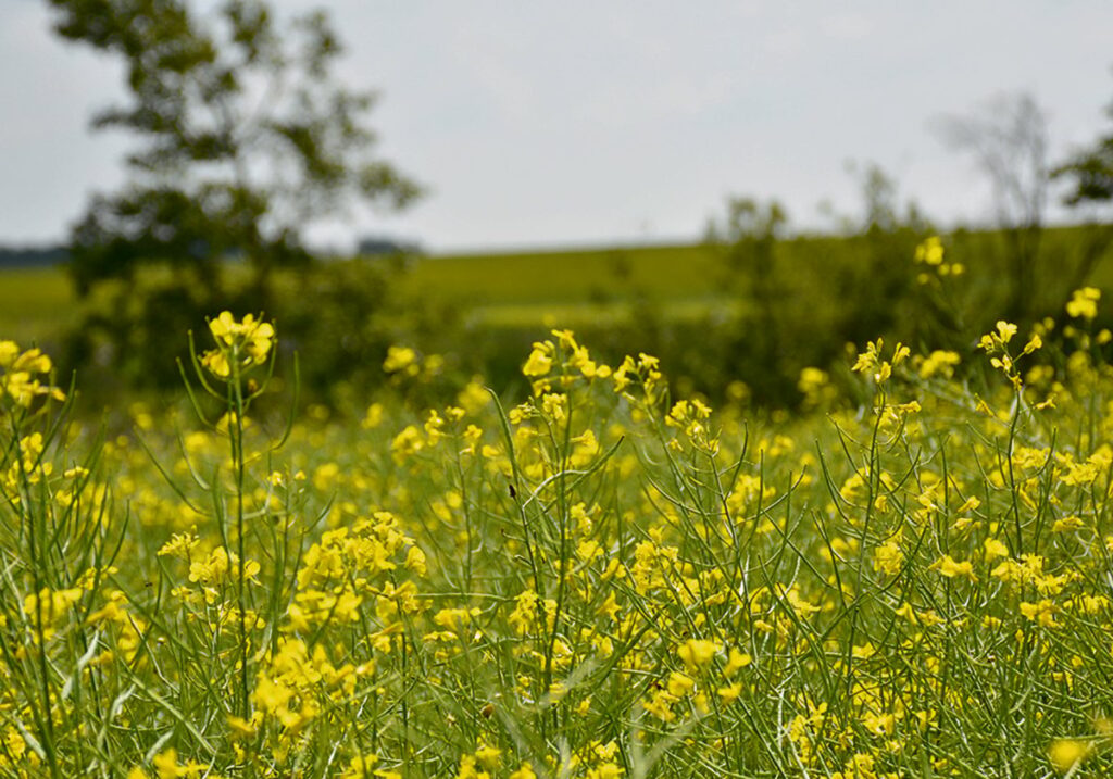 A canola crop in full bloom.