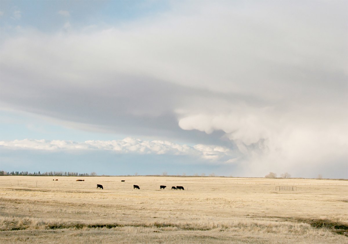 A large hail cloud is visible in the distance over a pasture with cattle grazing in it.