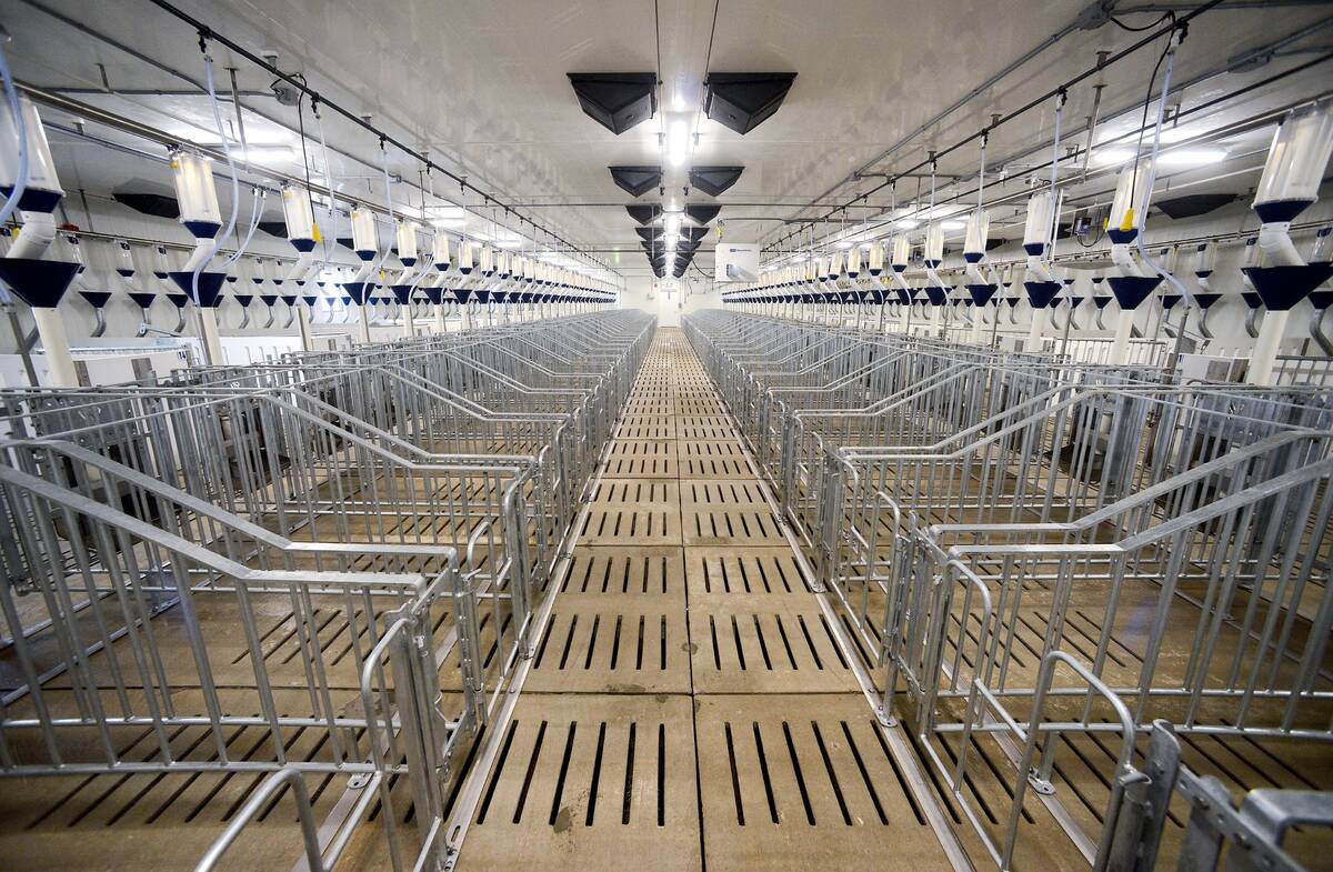 The inside of a modern hog barn showing walkways and pens, no pigs are present.