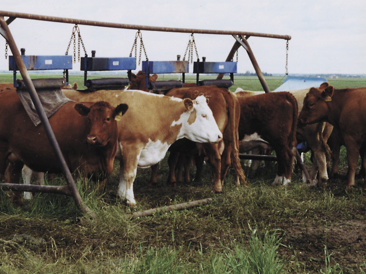 Cattle stand beneath an oiler station in a pasture.