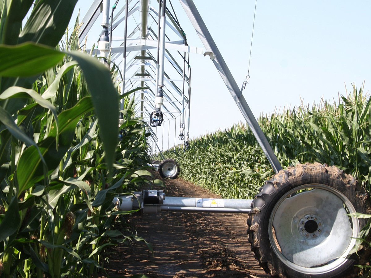 A low-to-the-ground image looking beneath an irrigation pivot as it passes between two rows of nearly-fully-grown corn.