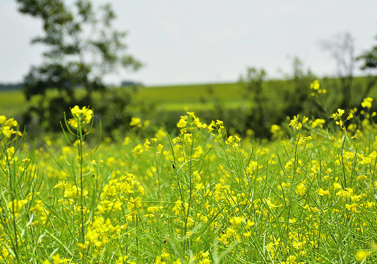A canola crop in full bloom.