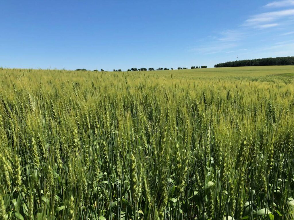 A cereal crop on a sunny day.