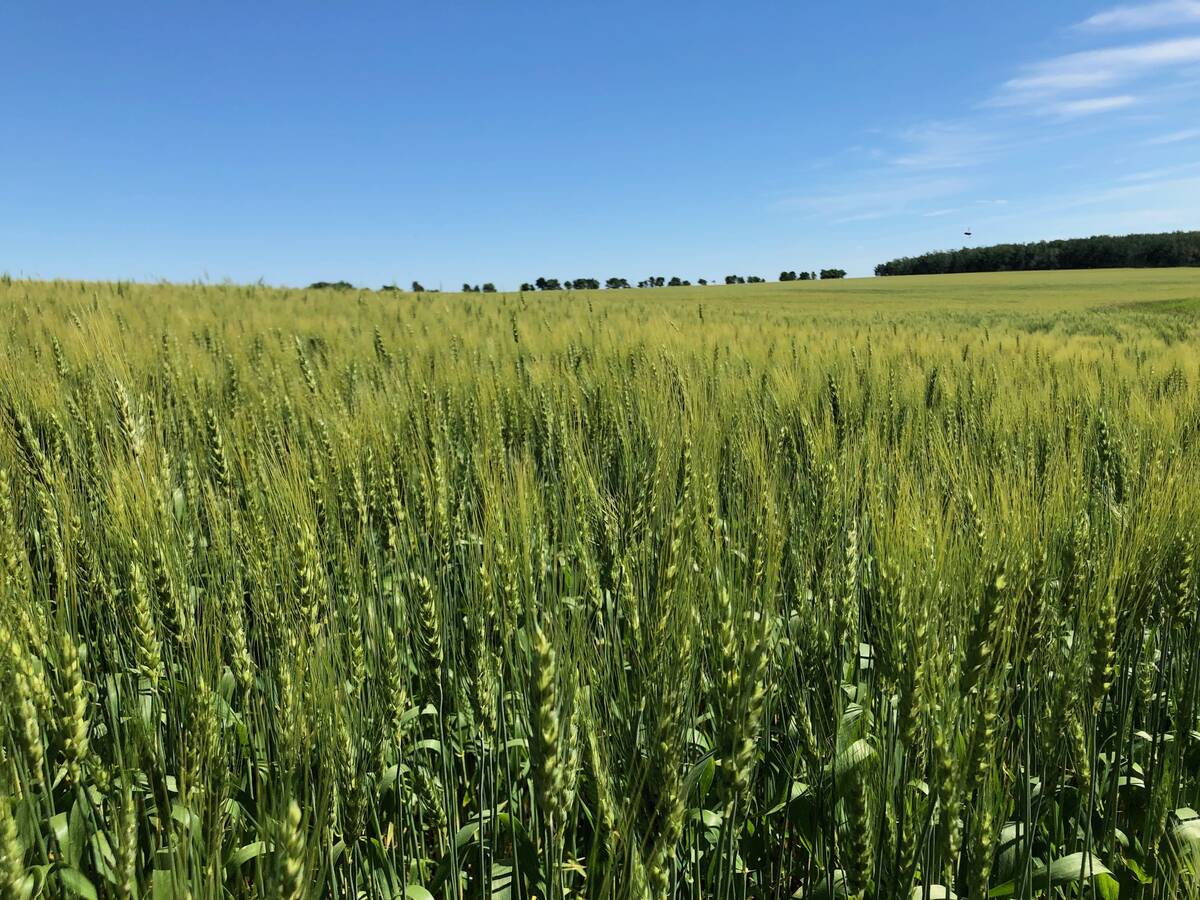 A cereal crop on a sunny day.