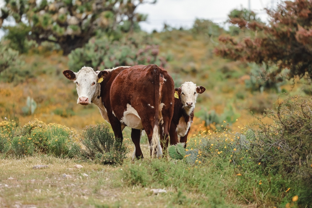 Mexico refuses to yield to US demands on Screwworm livestock response