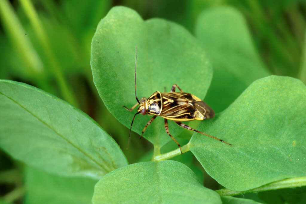 Close-up of a tarnished plant bug in a legume crop.