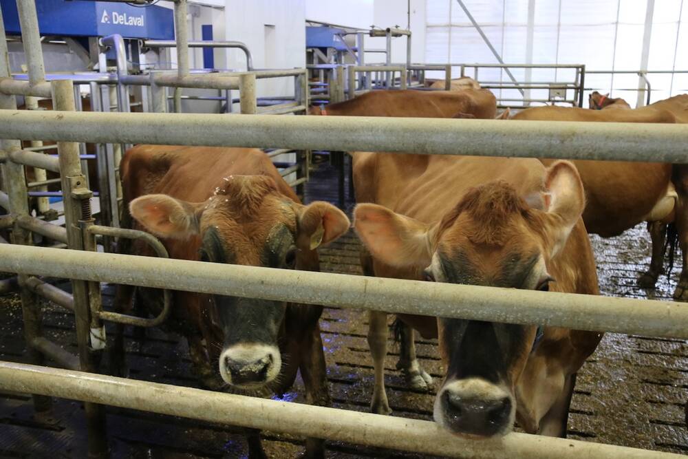 Dairy cattle stick their noses through the bars of a pen as they wait for their turn on the milking robot.