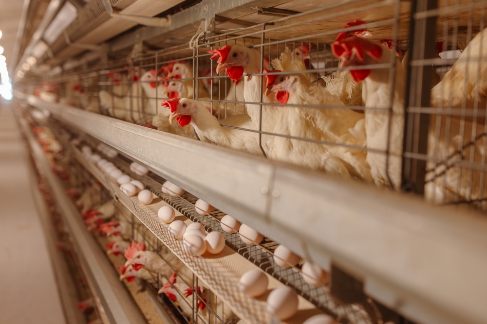 UK animal product imports undermine welfare standards, report finds