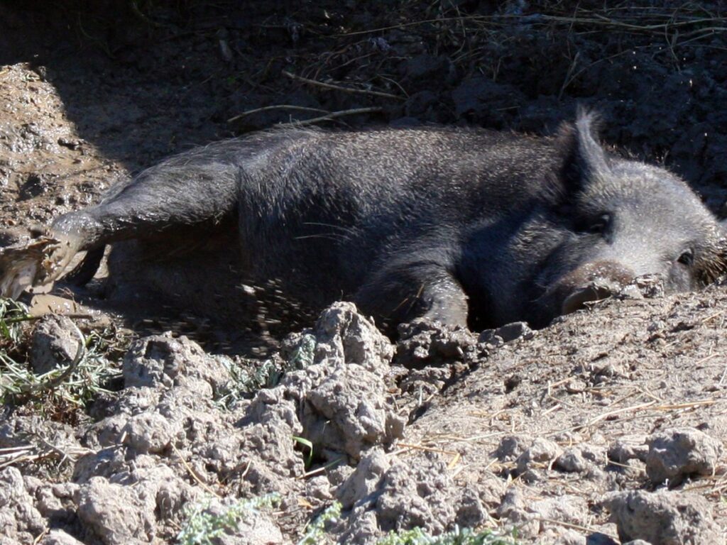 A wild boar wallows in mud.