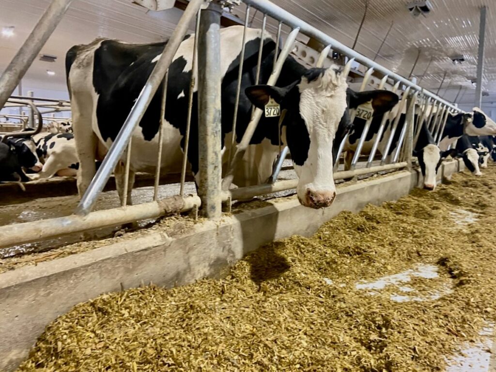 A dairy cow sticks its head through an opening in its pen to feed in an indoor barn.