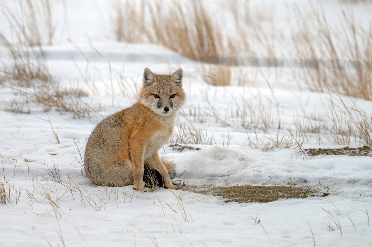 A swift fox sits on the snow.