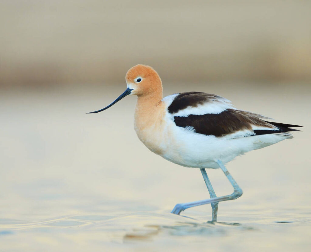 An American avocet walks through the shallow water of a slough.