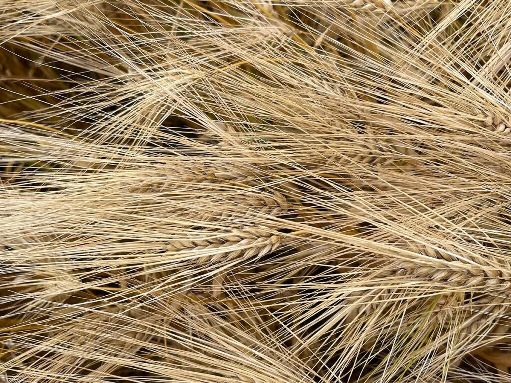Close-up of the ripening heads of barley plants from above.