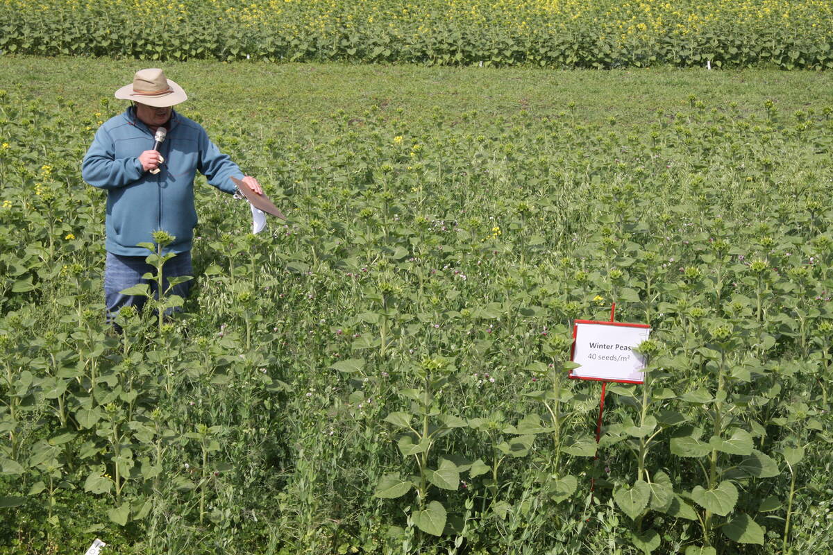 A man stands in the middle of a pea crop plot speaking into a microphone to an unseen audience.