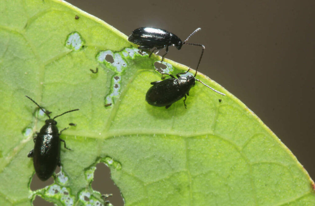 A close-up photo of several flea beetles damaging the leaf of a canola plant.
