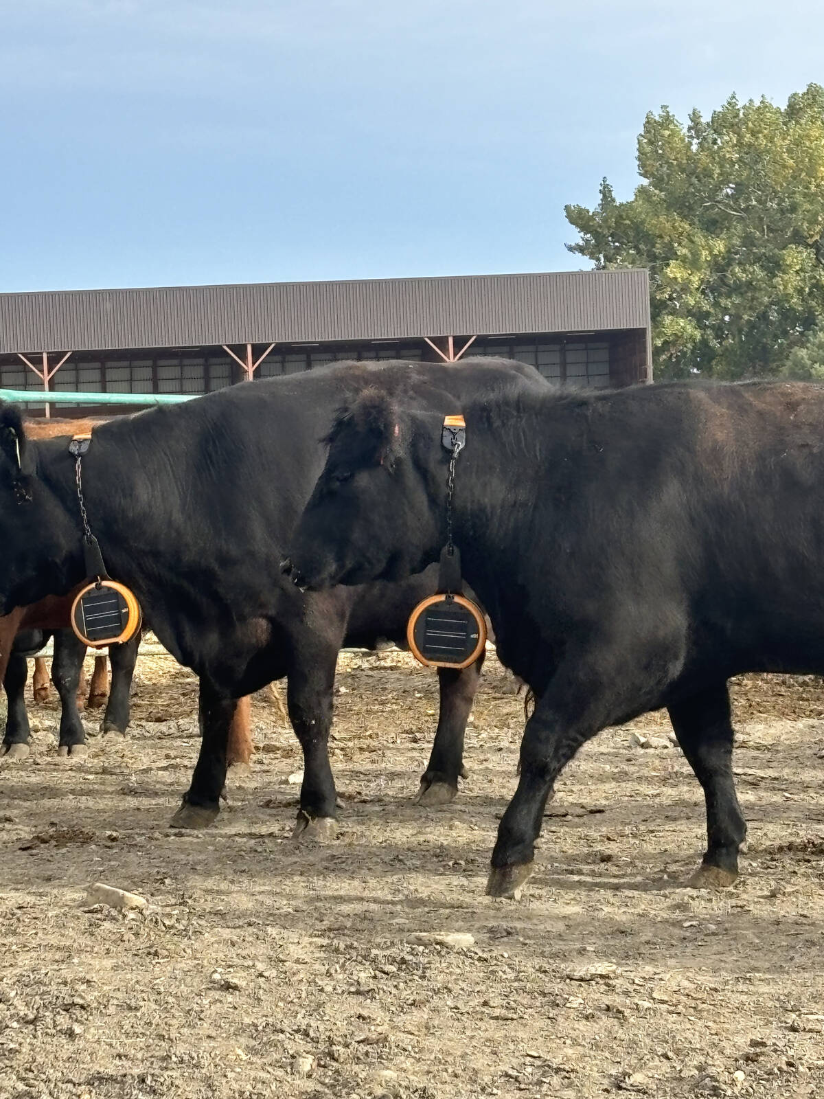 Two black cows wearing the Gallagher eShepherd virtual fencing collar.