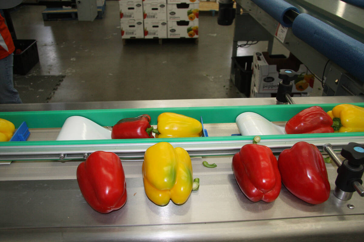 Red and yellow peppers are displayed on a metal ledge beside a conveyor moving them to a packing area.